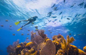 Snorkelling Belize, luxury Belize, luxury holidays to Belize, Belize luxury holidays, tailor-made holidays to Belize