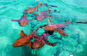 Belize Sharks