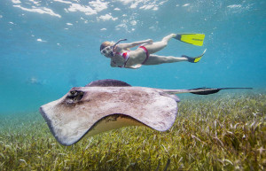 Belize snorkelling with Sting Ray, luxury Belize, tailor-made holidays to Belize, luxury holidays to Belize, Belize luxury holidays