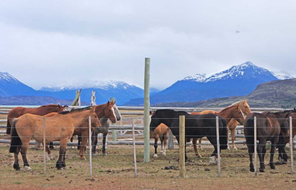 Horses at Estancia Cristina, Patagonia, Argentina