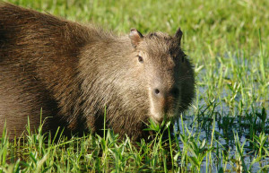 Ibera Wetlands Capybara