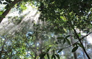 Tortuguero National Park, Costa Rica
