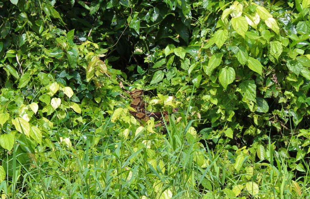 Boa-Constrictor, Tortuguero National Park, Costa Rica