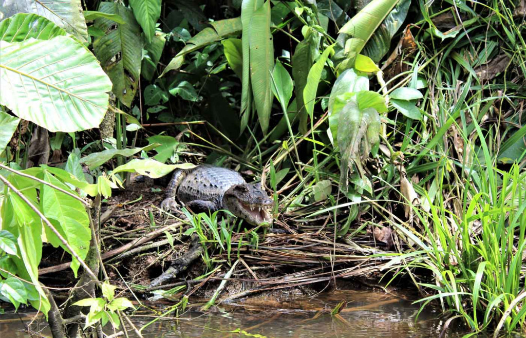 Caiman, Tortuguero National Park, Costa Rica