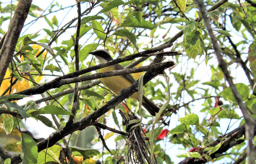 Flycatcher, Tortuguero National Park, Costa Rica