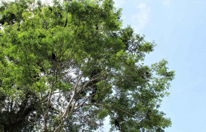 Howler Monkeys, Tortuguero National Park, Costa Rica