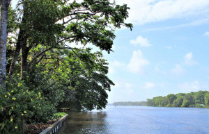 Tortuguero Waterways, Costa Rica