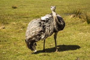 Rhea Bird, Uruguay