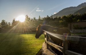 Peruvian Paso horse at Sol y Luna Lodge in the Sacred Valley of Peru.
