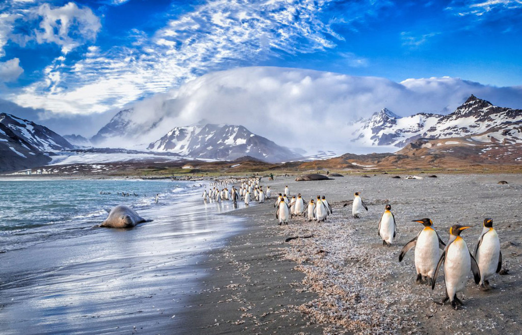 Penguins on South Georgia in the Antarctic Sea.The island of South Georgia, included in many of the more comprehensive Antarctica itineraries, is haven for wildlife lovers.