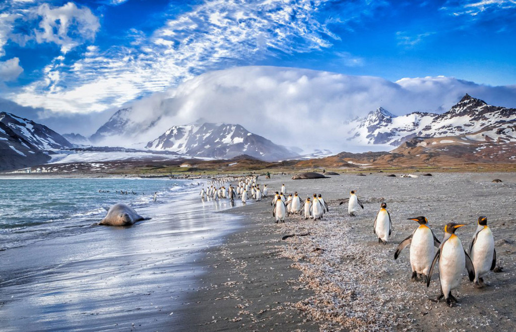 Penguins on South Georgia in the Antarctic Sea.The island of South Georgia, included in many of the more comprehensive Antarctica itineraries, is a haven for wildlife lovers. Availability is limited and we recommend you book in advance.