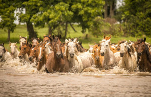 Horses at Corocora Camp, Llos Llanos, Colombia