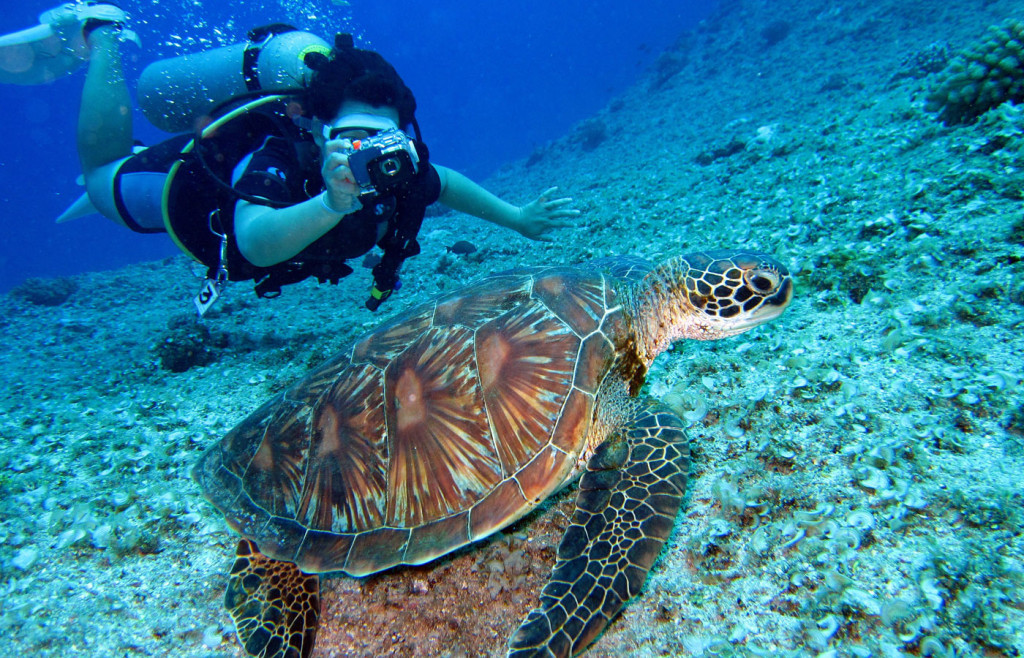 Diving with sea turtles in Costa Rica