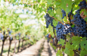 Grapes growing in the Argentine wine region.