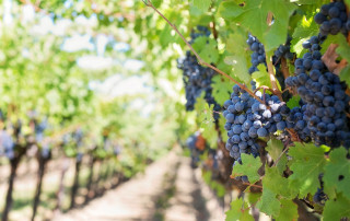 Grapes growing in the Argentine wine region.