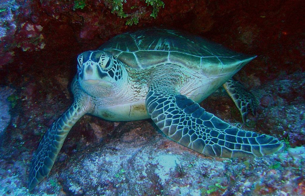 A Green Sea Turtle in Costa Rica