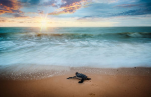 A sea turtle hatchling making its way to the sea