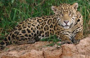 A jaguar in the Pantanal, Brazil