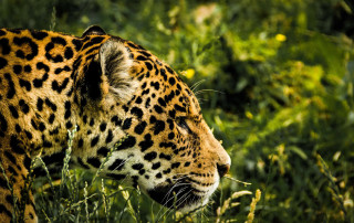 Jaguar in the Brazilian Pantanal wetlands.