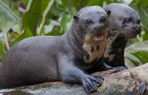 A giant otter in the Pantanal