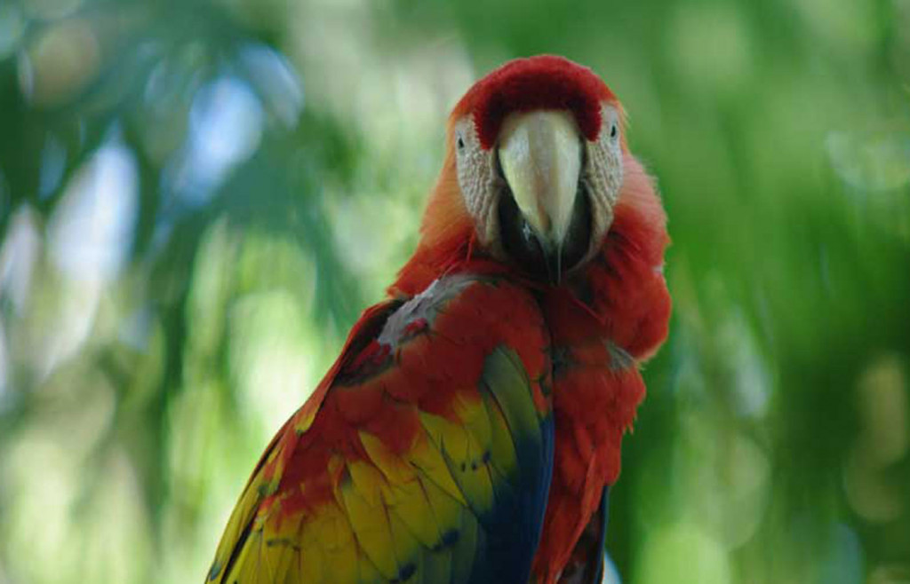 There are many exotic species in the Bird Park at Iguassu