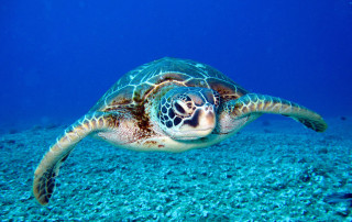 Sea turtle in Costa Rica