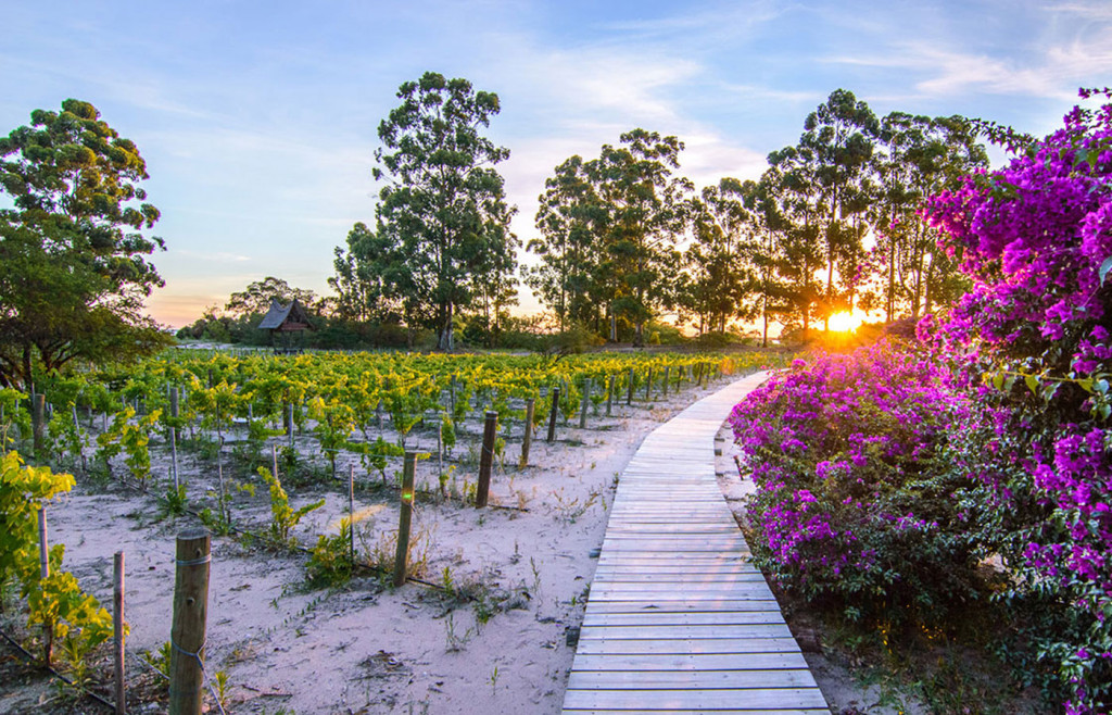 The picturesque vineyards at the Hyatt Carmelo