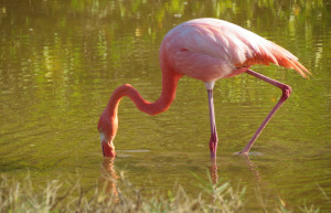 American flamingo in the Galapagos Islands