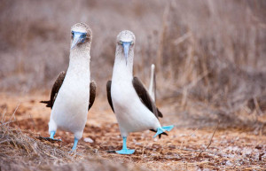 Blue Footed Boobies in the Galapagos Islands