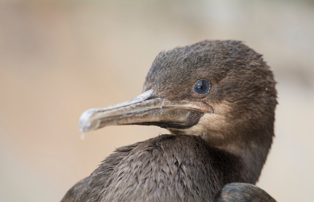 A young flightless cormorant on the Galapagos Islands