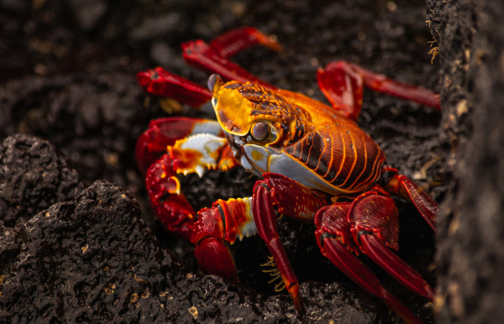 Sally Lightfoot Crabs in the Galapagos Islands