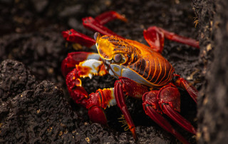 A sally lightfoot crab in the Galapagos Islands