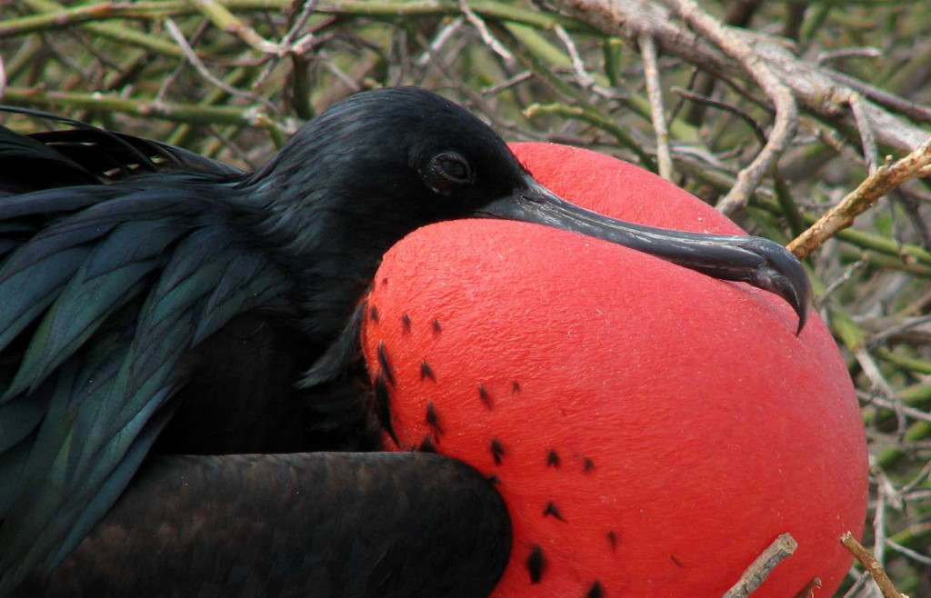 Frigate birds on the Galapgos Islands. Essential Galapagos wildlife