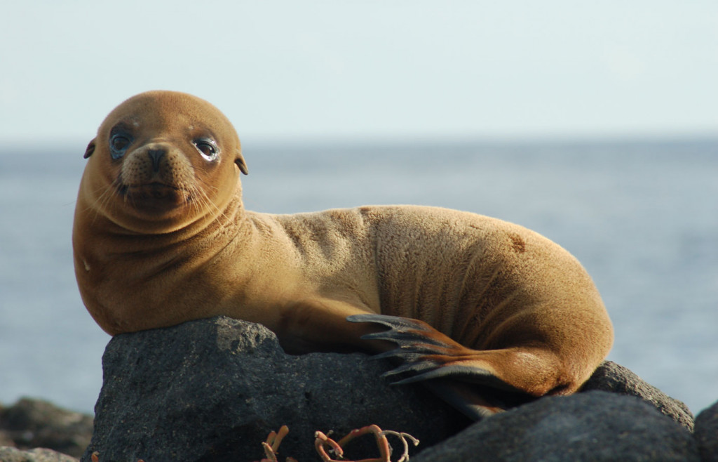 Fur seals in the Galapagos Islands