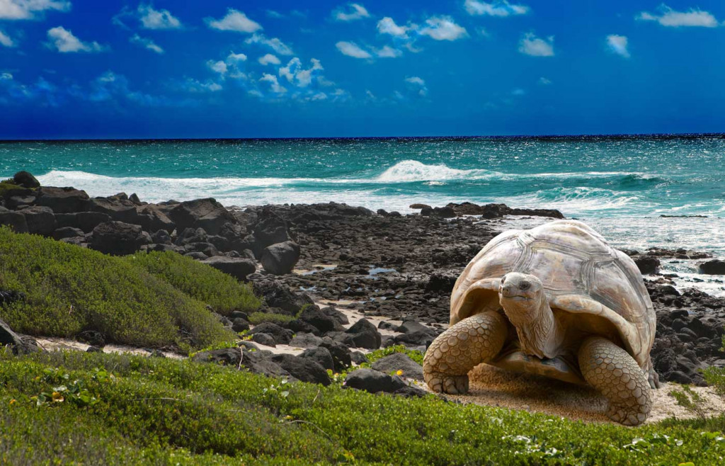 Emblematic giant tortoise in the Galapagos Islands