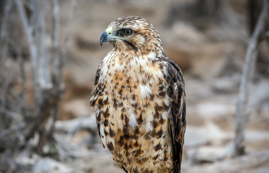 Galapagos hawk