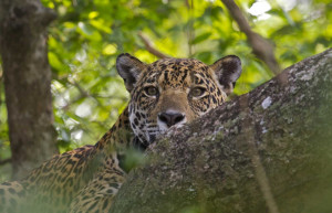 Caiman Ecological Refuge, Oncafari, Jaguar Project, Brazil Pantanal, luxury Brazil, luxury Pantanal, jaguar spotting