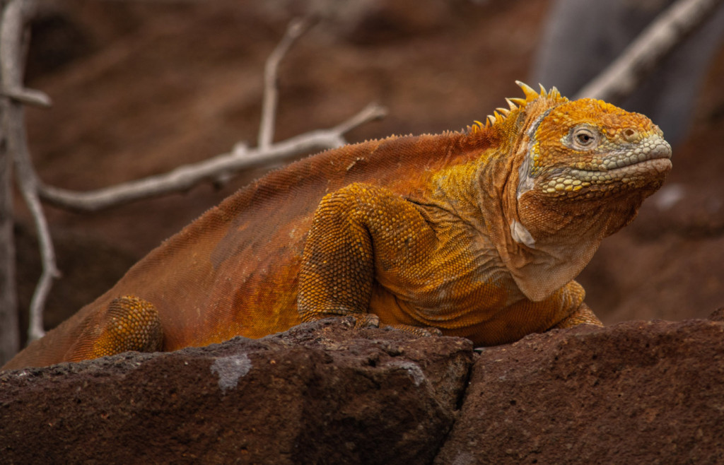 Distinctive yellow land iguana in the Galapagos Islands