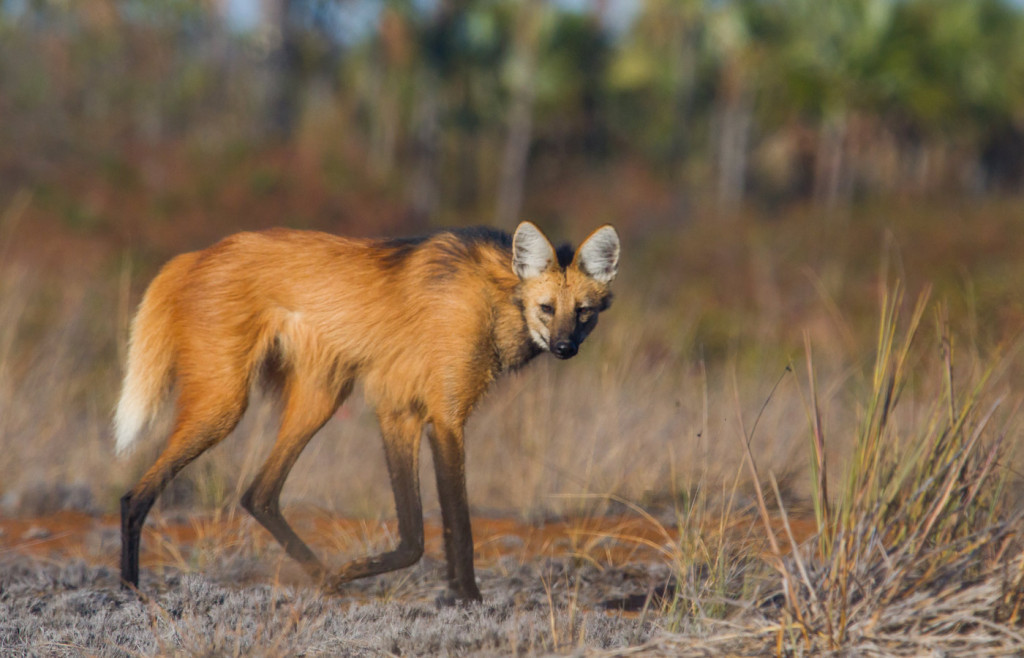 Pousada Trijuncao, Luxury wildlife lodge in the Brazilian Cerrado