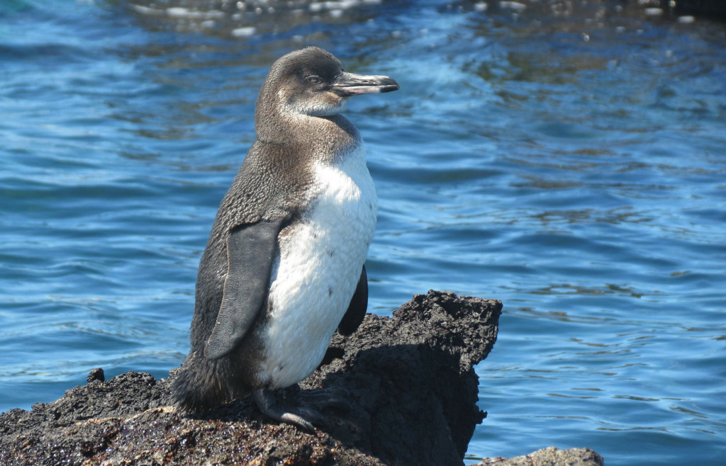 A young penguin in the Galapagos islands