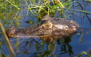Caiman at the Ibera Wetlands in Puerto Valle, Argentina