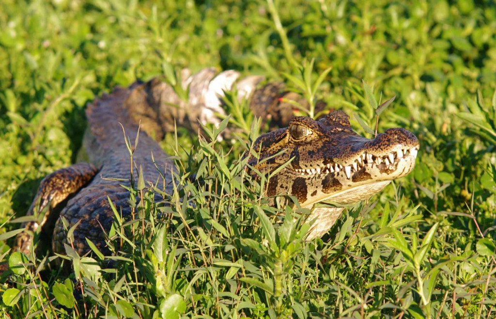 A caiman in the Ibera Wetlands, Argentina