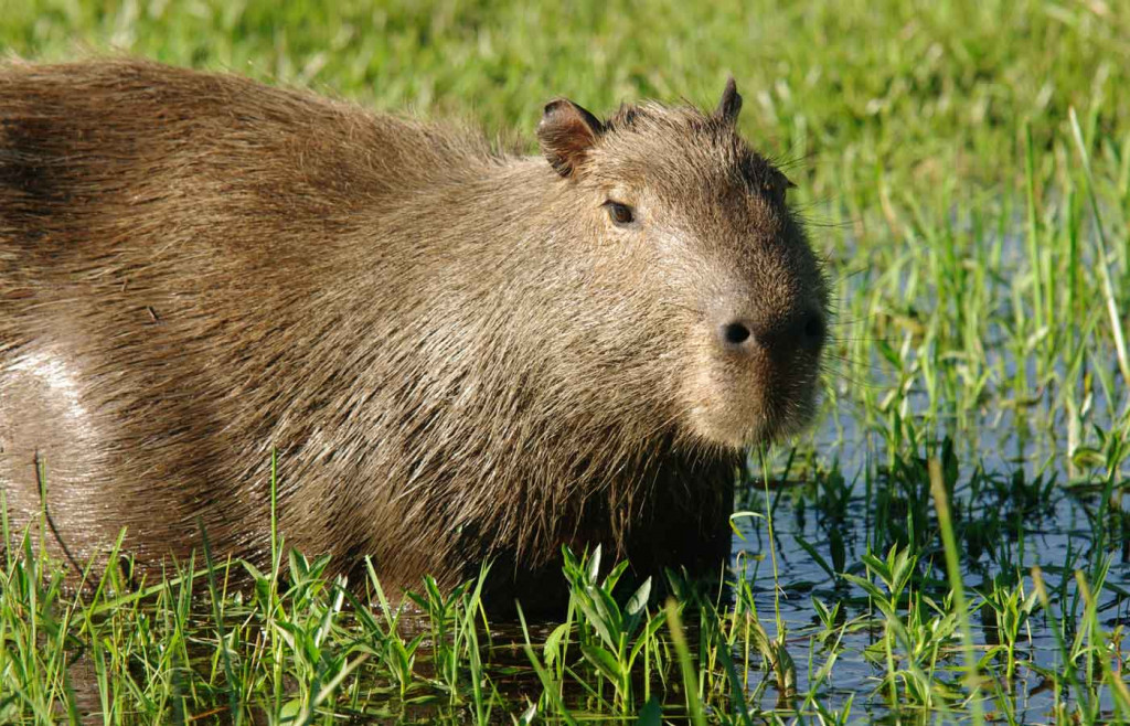 A capybara in the Ibera Wetlands, Argentina