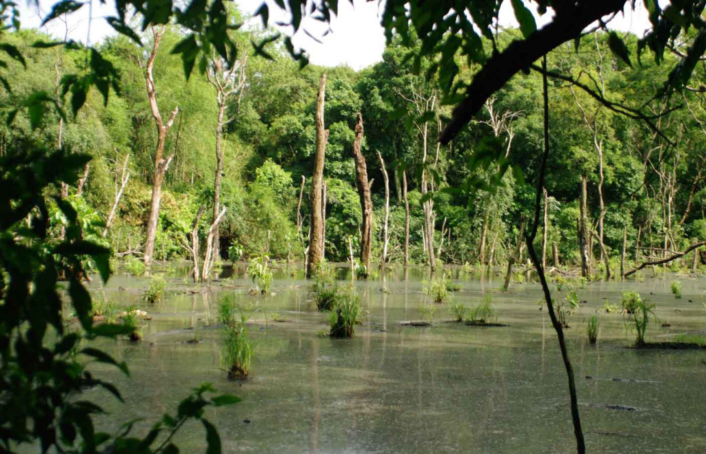 Swamp and forest in the Ibera Wetlands, Argentina