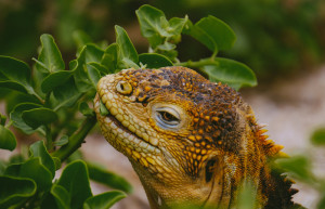 Santa Fe Land Iguana, Galapagos