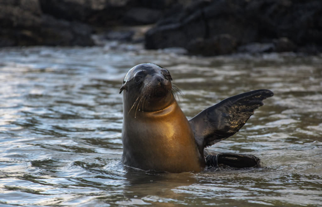 Sealions in the Galapagos Islands