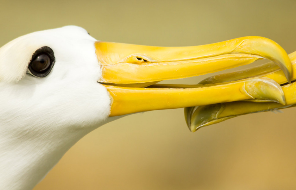 Waved albatross on Espanola Island in the Galapagos