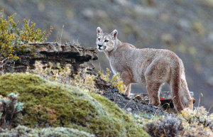 Awasi Patagonia, Torres del Paine, luxury Patagonia, Luxury Chile holidays, luxury Patagonia lodge