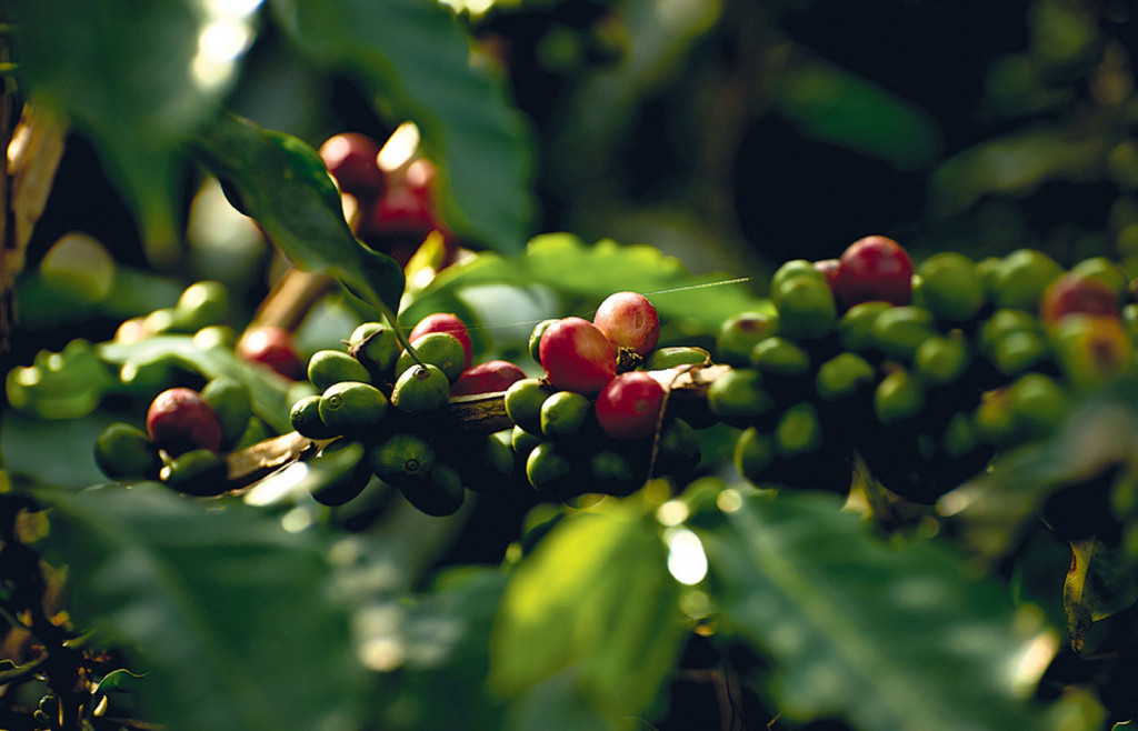 Coffee Plantation at the gorgeous Hacienda Bambusa in Colombia