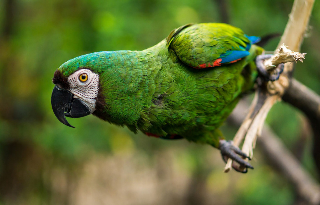 Birding is exceptional is Ecuador